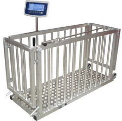 Cân động vật - cân gia súc