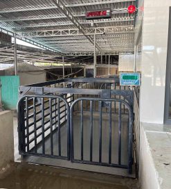 can-heo-dien-tu-3-tan